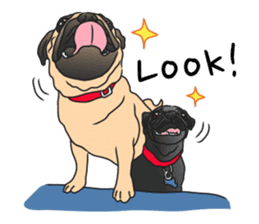 Garcon & Manzo - The Pug Bros sticker #6588835