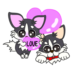 Daily life of a chihuahua