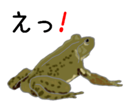 Realistic Frog sticker #6590592