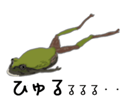 Realistic Frog sticker #6590595