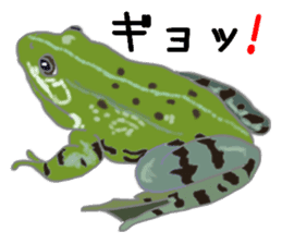 Realistic Frog sticker #6590611