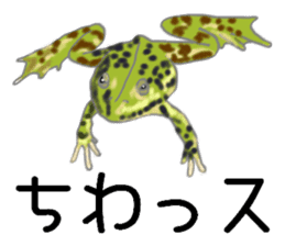 Realistic Frog sticker #6590620