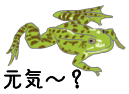 Realistic Frog sticker #6590623