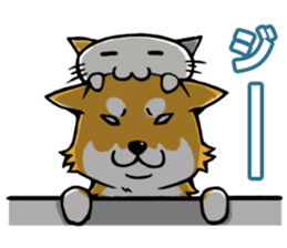 Shiba! sticker #6599625