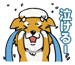 Shiba! sticker #6599631