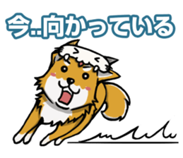 Shiba! sticker #6599639