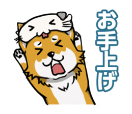 Shiba! sticker #6599640