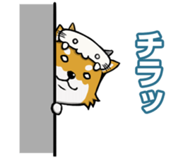 Shiba! sticker #6599656