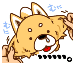It is a Japanese midget Shiba around sticker #6627572