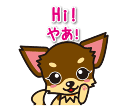 Chihuahuas English & Japanese sticker sticker #6628848