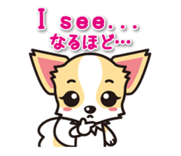 Chihuahuas English & Japanese sticker sticker #6628866