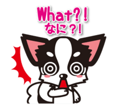 Chihuahuas English & Japanese sticker sticker #6628871