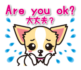 Chihuahuas English & Japanese sticker sticker #6628873