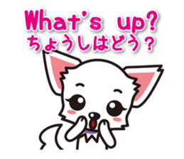 Chihuahuas English & Japanese sticker sticker #6628875