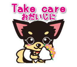 Chihuahuas English & Japanese sticker sticker #6628876