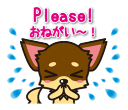 Chihuahuas English & Japanese sticker sticker #6628881