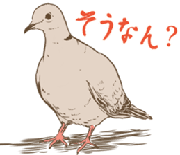 Collared dove from Saitama sticker #6642257