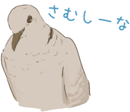 Collared dove from Saitama sticker #6642259