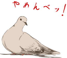 Collared dove from Saitama sticker #6642262