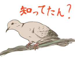Collared dove from Saitama sticker #6642263