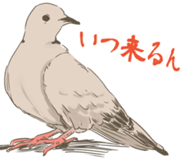 Collared dove from Saitama sticker #6642265
