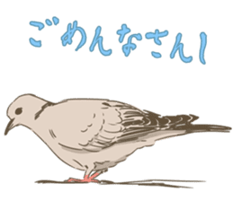 Collared dove from Saitama sticker #6642266