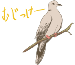 Collared dove from Saitama sticker #6642278
