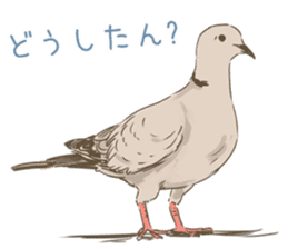 Collared dove from Saitama sticker #6642279