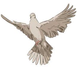 Collared dove from Saitama sticker #6642282