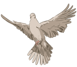 Collared dove from Saitama sticker #6642282
