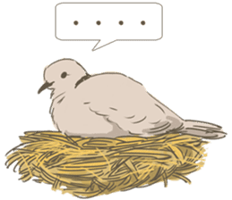 Collared dove from Saitama sticker #6642294