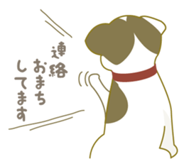 Jack Russell Terrier dog shy ver.2 sticker #6659985