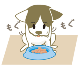 Jack Russell Terrier dog shy ver.2 sticker #6659997