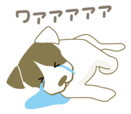 Jack Russell Terrier dog shy ver.2 sticker #6660001
