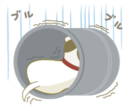 Jack Russell Terrier dog shy ver.2 sticker #6660005