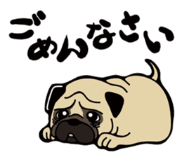 Pug is Lovely dog. sticker #6668056