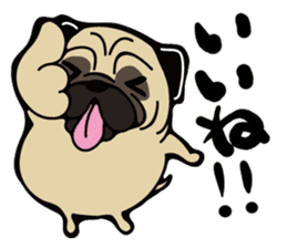 Pug is Lovely dog. sticker #6668059