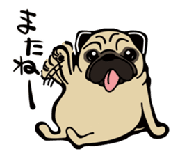Pug is Lovely dog. sticker #6668065
