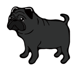 Pug is Lovely dog. sticker #6668090