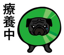 Pug is Lovely dog. sticker #6668093