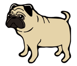 Pug is Lovely dog. sticker #6668095