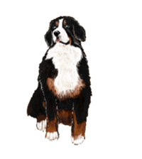 BERNESE MOUNTAIN DOG RIN VerSion2 sticker #6672308