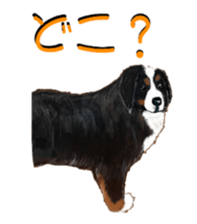 BERNESE MOUNTAIN DOG RIN VerSion2 sticker #6672312