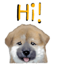 BERNESE MOUNTAIN DOG RIN VerSion2 sticker #6672321