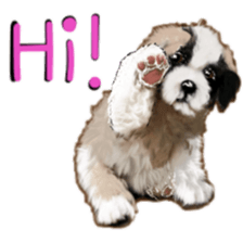 BERNESE MOUNTAIN DOG RIN VerSion2 sticker #6672322