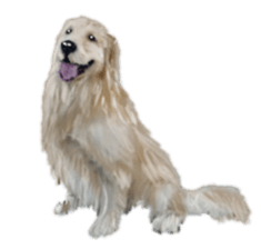 BERNESE MOUNTAIN DOG RIN VerSion2 sticker #6672327