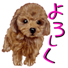 BERNESE MOUNTAIN DOG RIN VerSion2 sticker #6672329