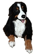 BERNESE MOUNTAIN DOG RIN VerSion2 sticker #6672334