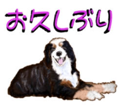 BERNESE MOUNTAIN DOG RIN VerSion2 sticker #6672335