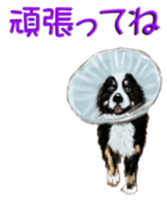 BERNESE MOUNTAIN DOG RIN VerSion2 sticker #6672337